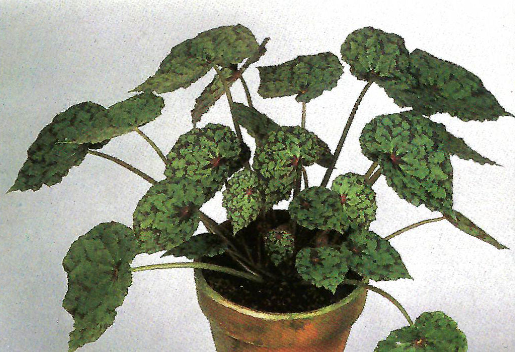 B. ‘Pandora’